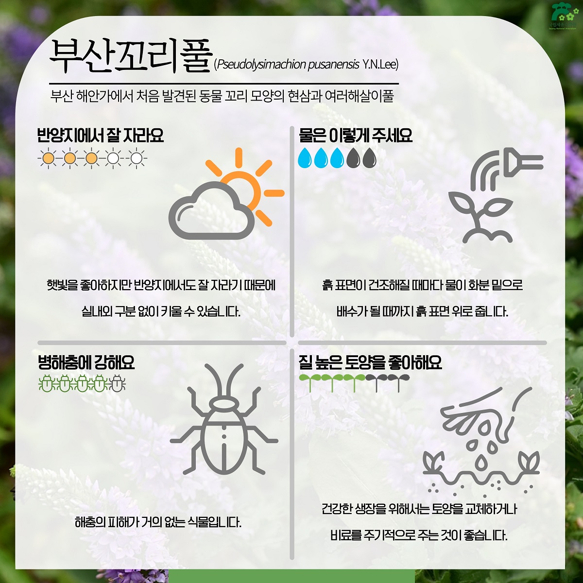 3. 부산꼬리풀.jpg