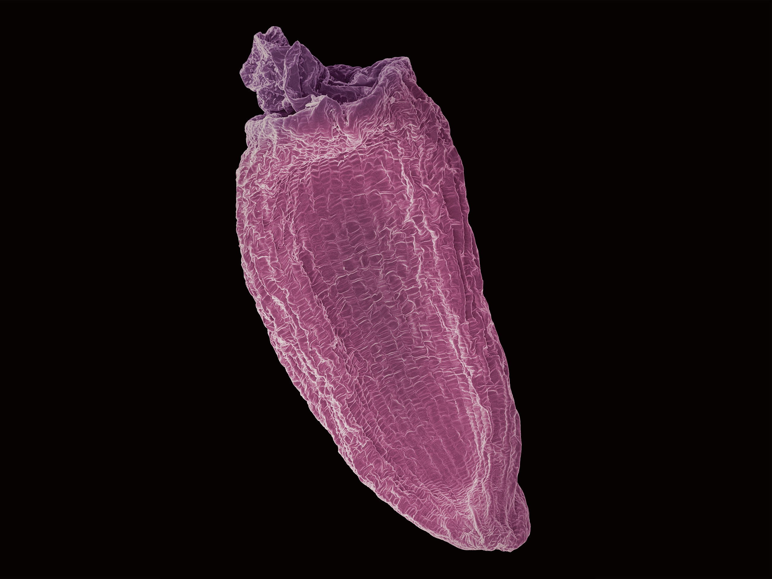 2. 얼레지 채색.jpg