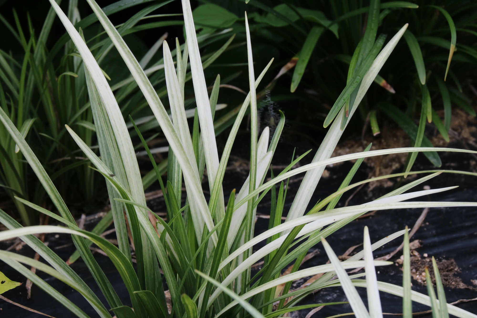 10.맥문동 '스프링스노우'.jpg