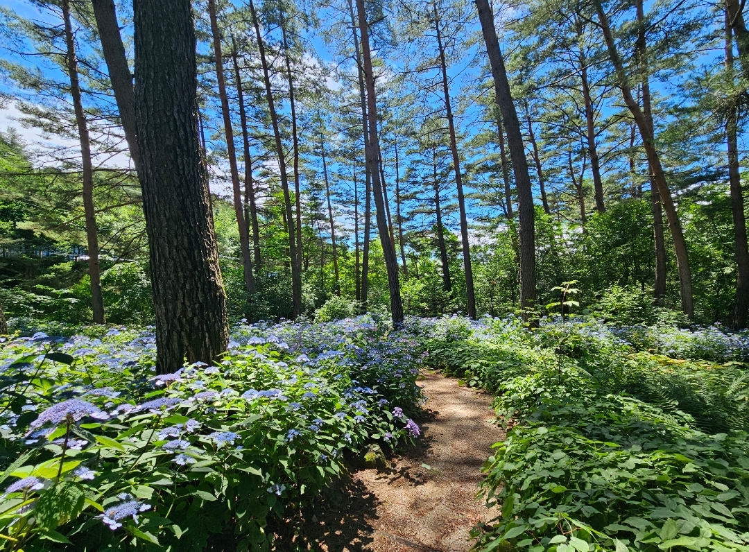 비밀의화원 썸네일